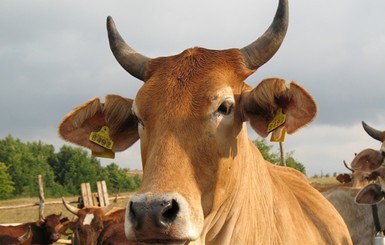 Новость о массовой гибели коров на Ивано-франковщине оказалась фейком