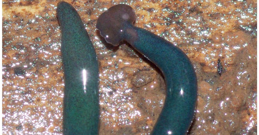 В Европе стали появляться необычные зеленые черви из Африки