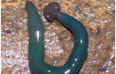В Европе стали появляться необычные зеленые черви из Африки