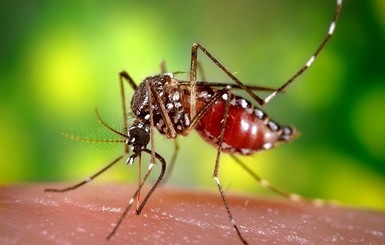 Бойся украинского комара: укушенный мужчина достал из руки 15-сантиметрового глиста