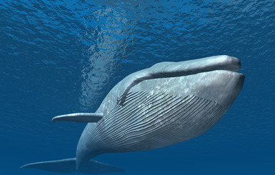 В Красное море заплыл синий кит 