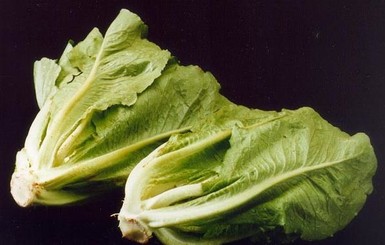 В США 197 человек отравились листьями салата, 5 - умерли
