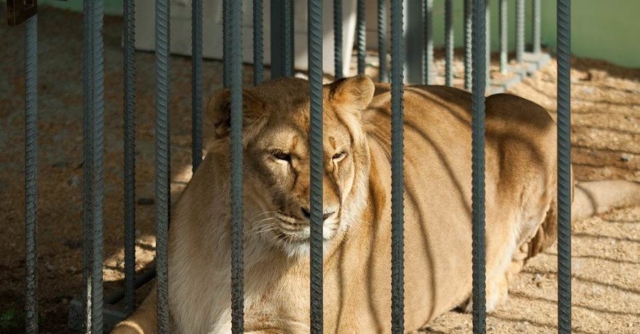 В частном зоопарке в Тернопольской области львица напала на подростка 