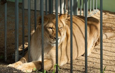 В частном зоопарке в Тернопольской области львица напала на подростка 