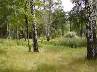 Строительство парка уничтожит Луганские леса 
