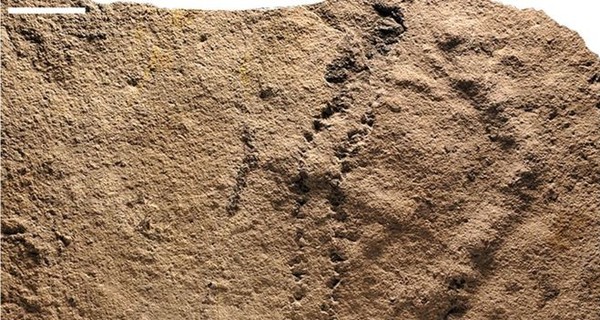 В Китае обнаружили древнейшие следы на Земле