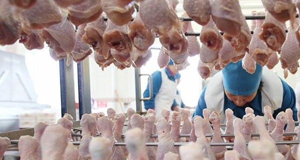ГПУ задержала владельцев агрохолдинга за неправильную утилизацию куриных тушек 