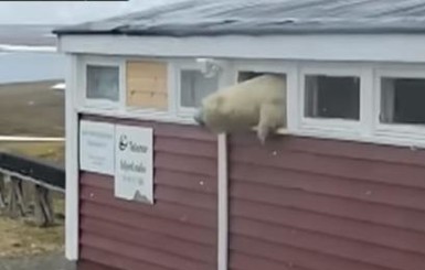 В Норвегии медведь объелся шоколада и застрял в окне