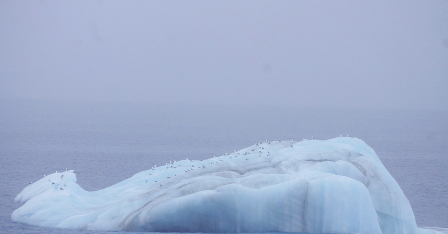 Самый большой в мире айсберг доплыл до экватора
