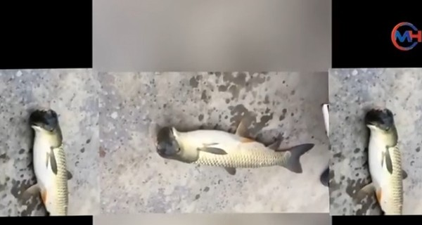 В Китае мужчина выловил рыбу с необычной головой