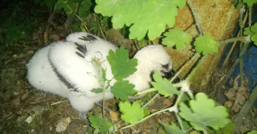 Спасатели вернули аистенка в родительское гнездо 
