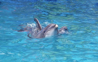 В Одессе актриса-дельфиниха родила во время представления