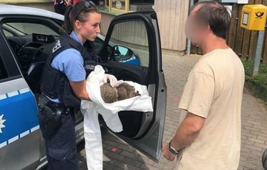 В Германии спасли двух пьяных ежиков