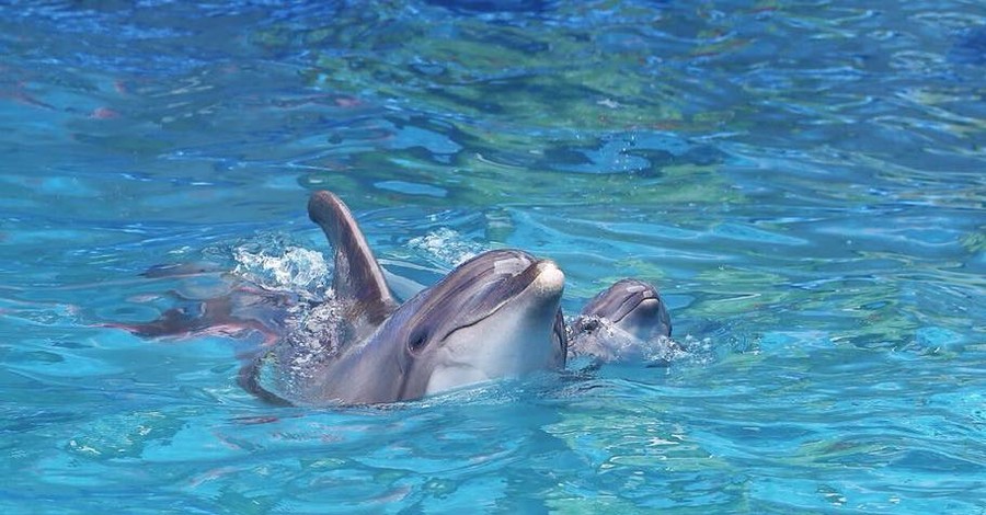 Роды в Одесском дельфинарии: закон запрещает использовать беременных самок в шоу