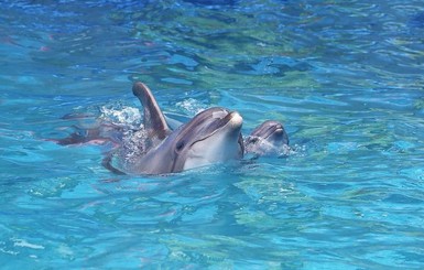 Роды в Одесском дельфинарии: закон запрещает использовать беременных самок в шоу