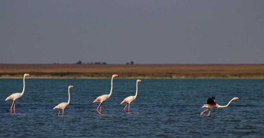 В херсонской области обнаружили стаю фламинго