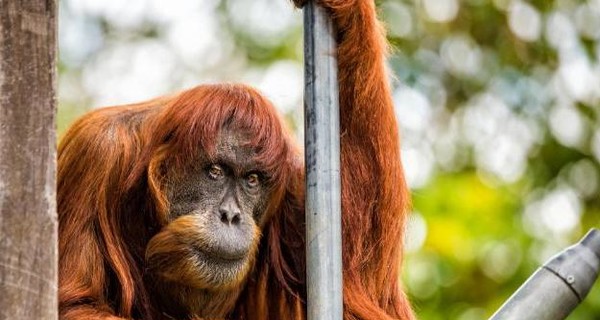 Скончался старейший в мире орангутанг