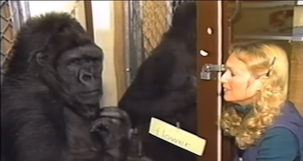 В США умерла 46-летняя горилла, говорящая на языке жестов 