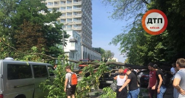 Видео: возле Рады упавшее дерево повредило три автомобиля