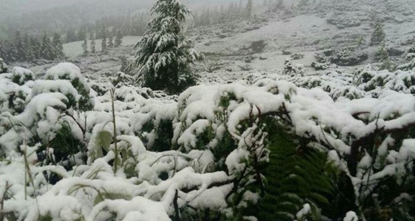 Снегопад на Закарпатье: из незарегистрированного палаточного лагеря эвакуируют 25 детей