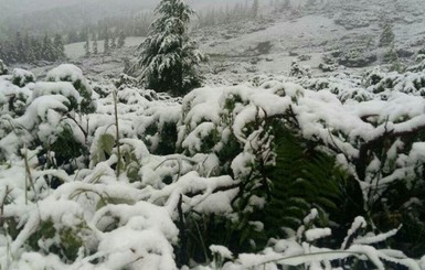 Снегопад на Закарпатье: из незарегистрированного палаточного лагеря эвакуируют 25 детей