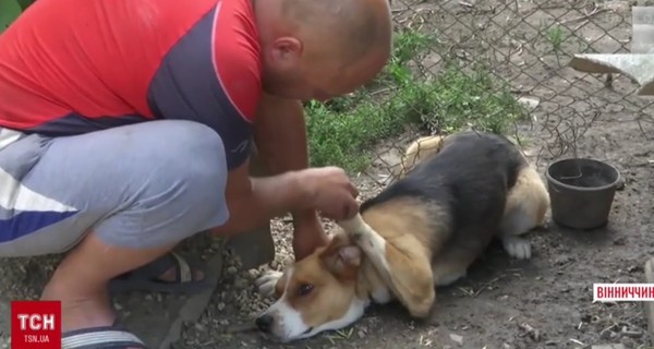 Самые опасные животные в городе: бешеный еж и ручная собачка