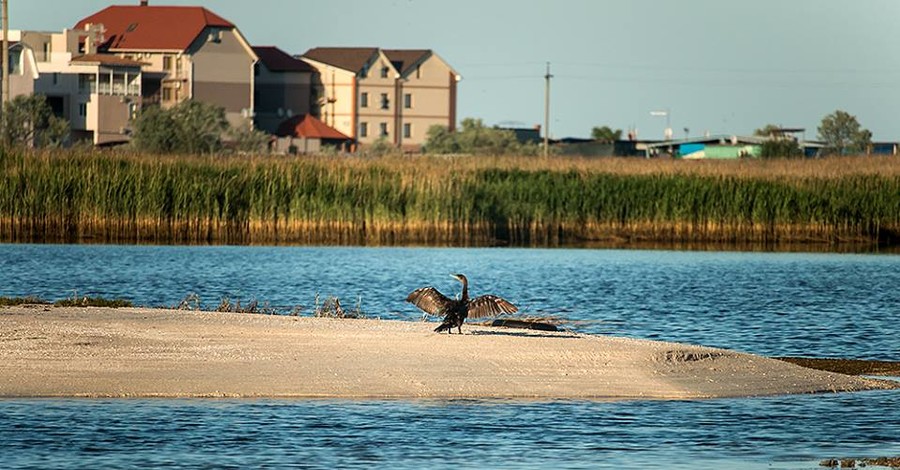 Остров Бирючий в объективе: пеликаны, чайки и пляжная вечеринка оленей