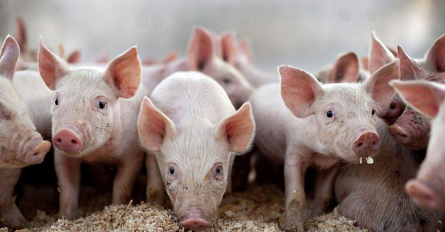 В Измаиле убьют всех свиней из-за вспышки африканской чумы 