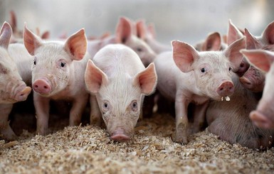 В Измаиле убьют всех свиней из-за вспышки африканской чумы 