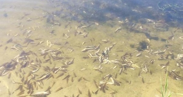 На лимане в Одесской области начался массовый мор рыбы