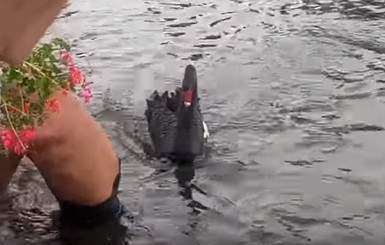 Кременчугский лебедь Гриша вновь выгнал пловца из своего пруда