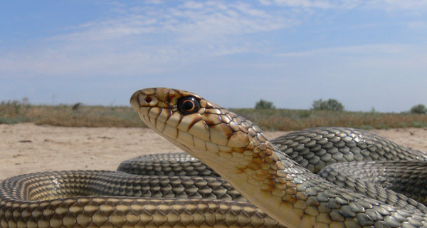 Знай змею в лицо: учимся распознавать самых опасных рептилий Украины