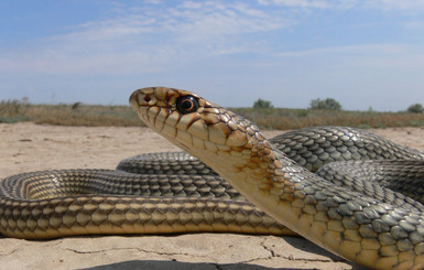 Знай змею в лицо: учимся распознавать самых опасных рептилий Украины