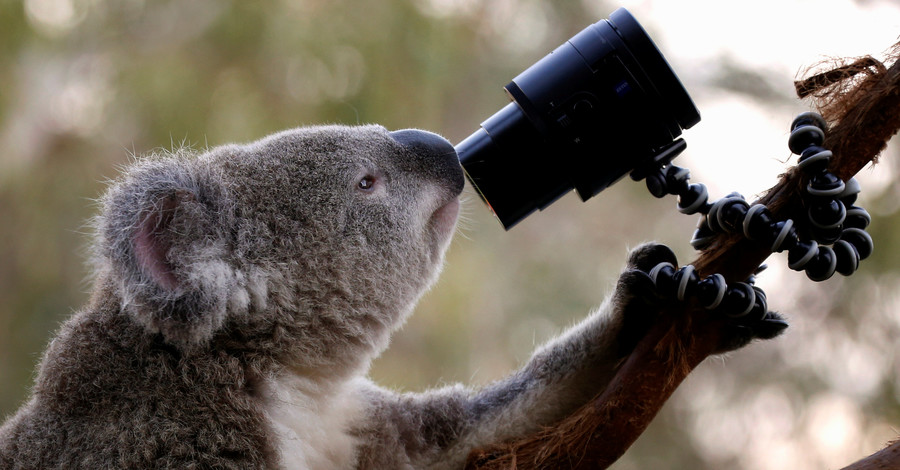 Ученые расшифровали ДНК коалы и выяснили причину их странной диеты 