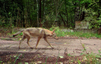 Волки из Чернобыля путешествуют по миру