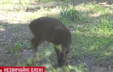 В Киевском зоопарке появились лающие олени 