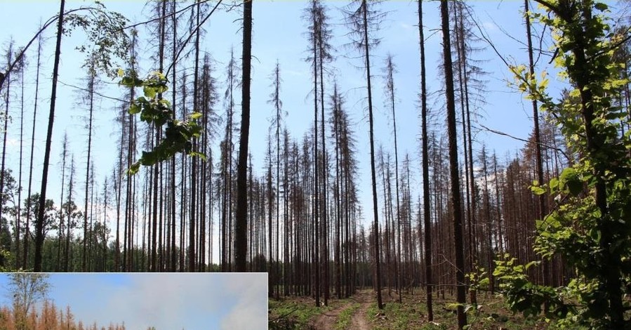 Ученые: усыхание лесов в Украине - не выдумка, ситуация катастрофическая