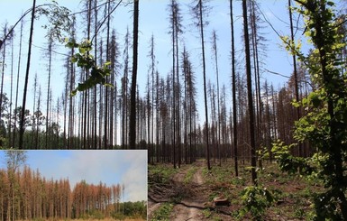 Ученые: усыхание лесов в Украине - не выдумка, ситуация катастрофическая