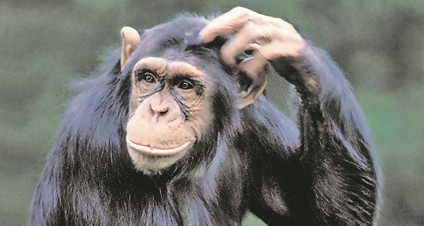 Ученые наконец-то нашли то, что сделало из обезьяны человека