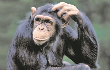 Ученые наконец-то нашли то, что сделало из обезьяны человека