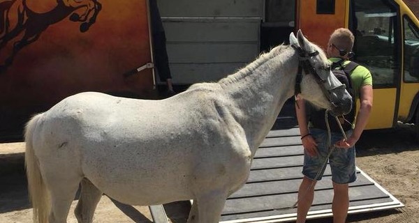 На Львовщине активисты спасли коня от убоя и поселили в парке