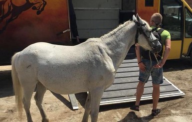 На Львовщине активисты спасли коня от убоя и поселили в парке