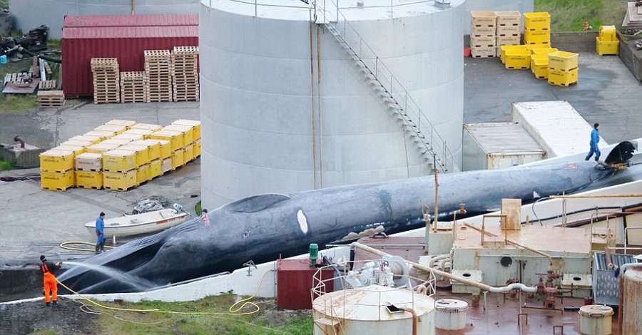 В мире впервые за 40 лет убили синего кита