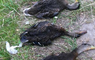 В Киеве массово гибнут дикие утки