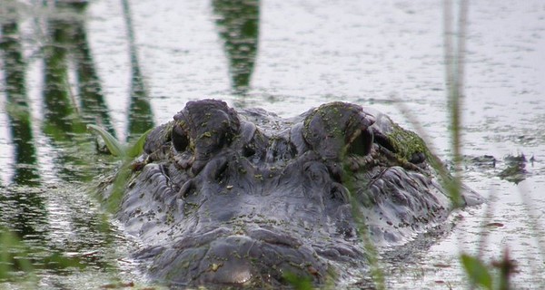 В Индонезии разгневанная толпа убила около 300 крокодилов