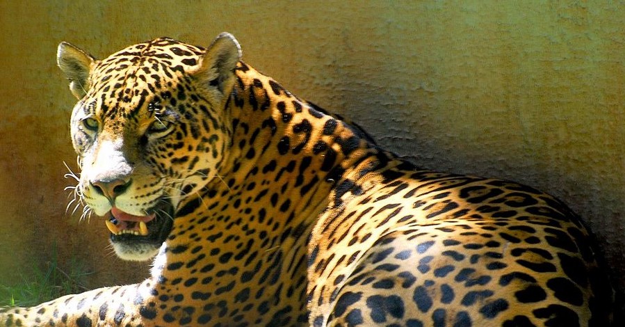 В зоопарке США ягуар сбежал из вольера и убил 8 животных