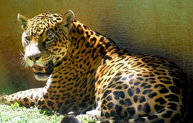В зоопарке США ягуар сбежал из вольера и убил 8 животных