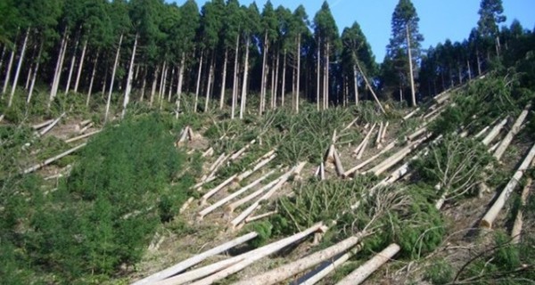 Лес рубят, деньги летят: кто виноват в незаконной вырубке карпатских лесов