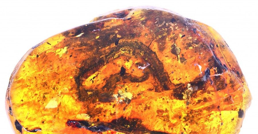 В янтаре нашли детеныша змеи, которому почти 100 миллионов лет