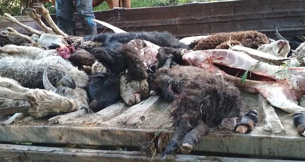 Жертвы молний: разряды убивают домашний скот и людей на курортах